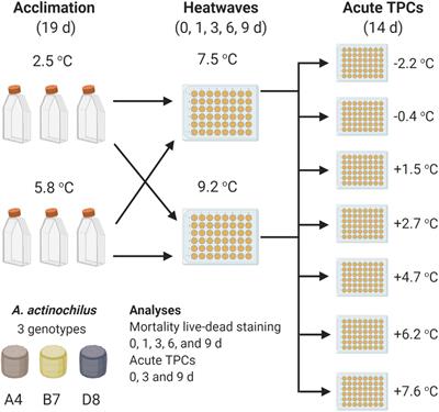 Surviving <mark class="highlighted">Heatwaves</mark>: Thermal Experience Predicts Life and Death in a Southern Ocean Diatom